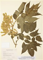 藏品(梣葉楓)的圖片